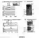Fig. 05 - Biomarkers for intro-amniotic inflammation