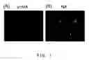 Fig. 02 - Process for producing virus vector containing membrane protein having sialic acid-binding in envelope with the use of gram-positive bacterium origin nueraminidase