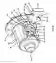 Fig. 08 - Helical gear differential