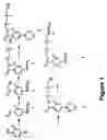 Fig. 02 - Aryl boronic acids for treating obesity