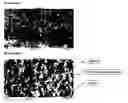 Fig. 02 - Multistage process for the manufacture of peroxide-cured HXNBR-polyamide thermoplastic vulcanizates