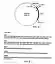 Fig. 07 - Method of purifying recombinant MSP 1-42 derived from Plasmodium falciparum