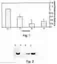 Fig. 02 - Method of enhancing expression of exogenous polynucleotide sequences in plants