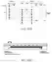 Fig. 167 - Printhead module capable of printing a maximum of channels of print data