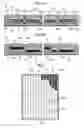 Fig. 02 - Image forming apparatus capable of forming images on rewritable and reversible display media
