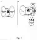 Fig. 02 - Immunosuppression