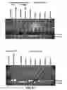 Fig. 35 - Microporous materials, methods, and articles for localizing and quantifying analytes