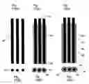 Fig. 08 - Compact solid oxide fuel cell stack