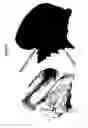 Fig. 02 - Seashell oil lamp