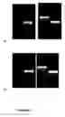 Fig. 05 - Bisulfite conversion of DNA