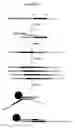 Fig. 02 - Methylation-sensitive restriction enzyme endonuclease method of whole genome methylation analysis