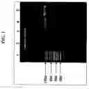 Fig. 02 - Homogeneous populations of nucleic acids, methods of synthesyzing same and uses thereof