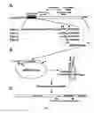 Fig. 02 - Methods for treating cardiac disease by modifying an N-terminal domain of troponin I