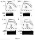 Fig. 04 - Method and compositions for detecting botulinum neurotoxin