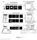 Fig. 08 - Method and compositions for detecting botulinum neurotoxin