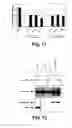 Fig. 08 - Ubiquitinated TNF receptor2 and its uses