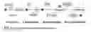 Fig. 02 - Composition and methods relating to SENP1—a sentrin-specific protease
