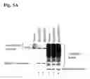Fig. 07 - Composition and methods relating to SENP1—a sentrin-specific protease