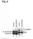Fig. 09 - Composition and methods relating to SENP1—a sentrin-specific protease