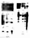 Fig. 09 - Transgenic animals for producing specific isotypes of human antibodies via non-cognate switch regions