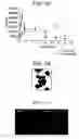 Fig. 02 - Methods and compositions for the growth and maintenance of stem cells