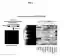 Fig. 02 - Use of sulfonamide-including compounds in combination with angiogenesis inhibitors