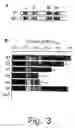 Fig. 04 - Human N-type calcium channel isoform and uses thereof