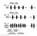 Fig. 02 - Synchronization method and apparatus and location awareness method and apparatus in chaotic communication system