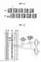 Fig. 06 - 3-D image display device