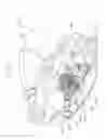 Fig. 49 - Multifunction timepiece capable of constituting plural fan shape moving hand train wheel layouts