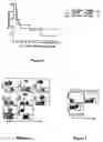 Fig. 04 - Methods for enhancing engraftment of purified hematopoietic stem cells in allogeneic recipients
