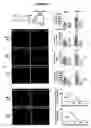 Fig. 06 - Regeneration initiating cells