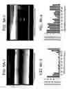 Fig. 09 - Bioartificial device for propagation of tissue, preparation and uses thereof