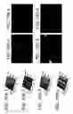 Fig. 12 - Bioartificial device for propagation of tissue, preparation and uses thereof