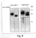 Fig. 13 - Compositions and methods for treating rage-associated disorders