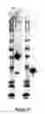 Fig. 30 - Modified Fc molecules