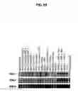 Fig. 25 - Polynucleotides encoding BSL3