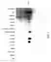 Fig. 02 - Growth differentiation factor-3