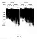 Fig. 10 - Growth differentiation factor-3