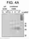 Fig. 14 - Polypeptides involved in immune response