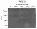 Fig. 16 - Polypeptides involved in immune response