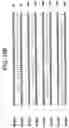 Fig. 31 - Polypeptides involved in immune response