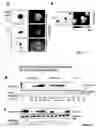 Fig. 08 - Eph/ephrin mediated modulation of cell adhesion and tumour cell metastasis