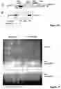 Fig. 10 - Eph/ephrin mediated modulation of cell adhesion and tumour cell metastasis