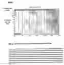 Fig. 11 - Immunogenic compositions comprising a xenogenic prostate protein p501s
