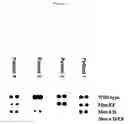 Fig. 05 - Hypoallergenic mutant polypeptides based on fish parvalbumin