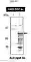 Fig. 08 - Cell surface expression vector of sars virus antigen and microorganisms transformed thereby