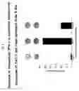 Fig. 06 - Genetic constructs and compositions comprising RRE and CTE and uses thereof