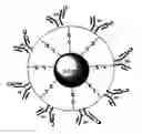 Fig. 01 - Beads for capturing target cells from bodily fluid