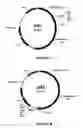Fig. 04 - Cellular signaling pathway based assays, reagents and kits